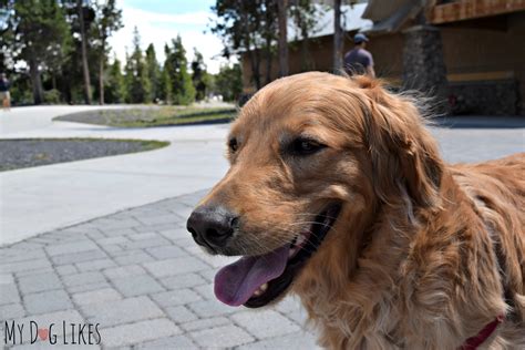 Visiting Yellowstone National Park With Dogs