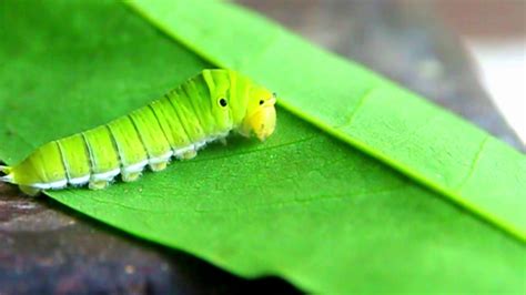 Unbelievable Weirdest Insect Found In India Worlds