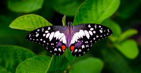 Close Up Photography Of A Butterfly · Free Stock Photo