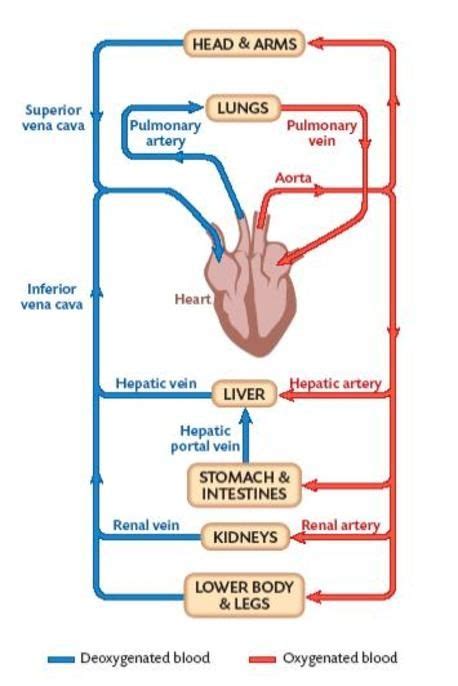 The most important types, arteries and veins, carry all blood vessels have the same basic structure. Pin on Sonoporation