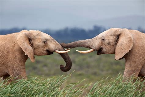 Fact Or Fiction Elephants Never Forget Scientific American