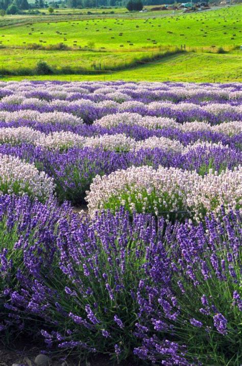 Lavender field | Lavender flowers, Lavender fields, Lavender garden