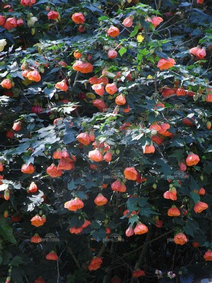 Check spelling or type a new query. chinese lantern shrub | garden | Pinterest | Colors ...