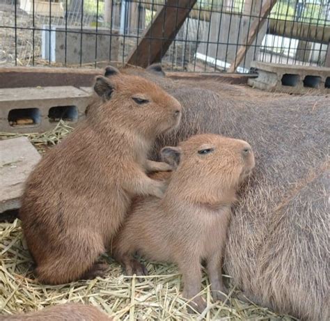 Capybaras On Twitter Capybara Silly Animals Cute Little Animals