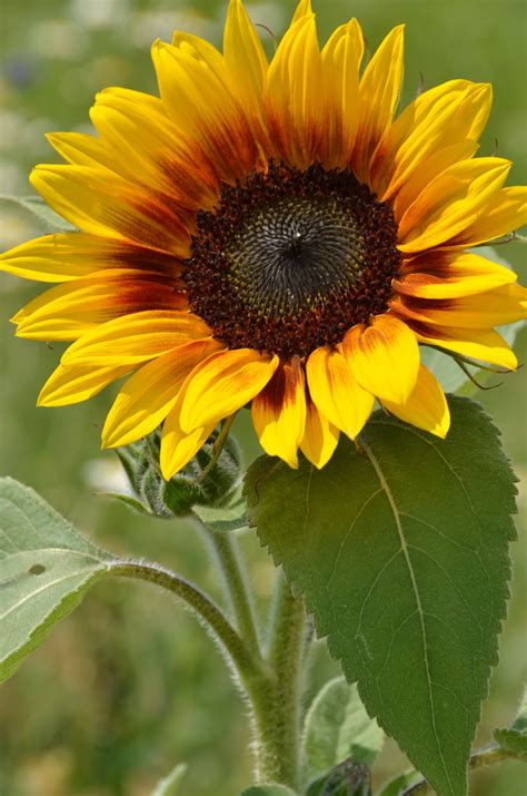 Sunflower Tournesol A Sunflower In Wyoming Usa Sunflower