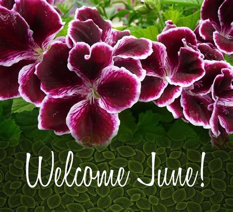 Welcome June Welcome June Welcome June Images Hello June