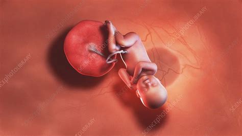 40 Week Old Fetus Stock Video Clip K0082075 Science Photo Library