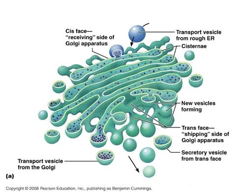 Golgi Apparatus Organelles In A Eukaryotic Cell