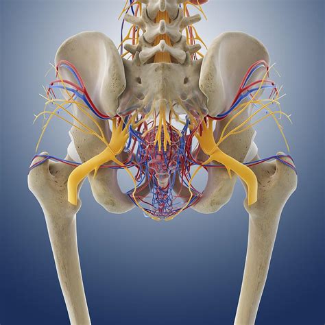 Female Pelvic Anatomy Artwork By Science Photo Library