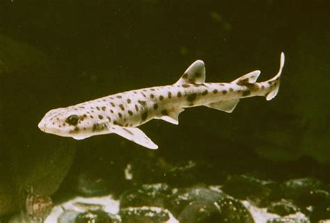 Lesser Spotted Catshark Scyliorhinus Canicula Shark Database