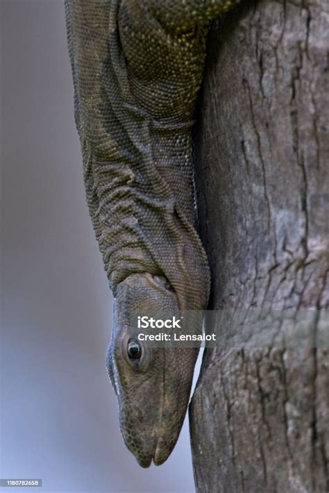 Monitor Lizard Climbing Down A Coconut Tree Aftersunbathing In Goa