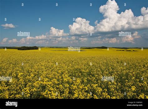 Canola In Full Bloom Stock Photo Alamy