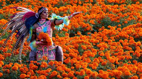 Marigolds adorn Day of the Dead altars in Salinas, where flower grows