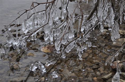 Free Images Tree Water Branch Snow Cold Winter Frost Ice