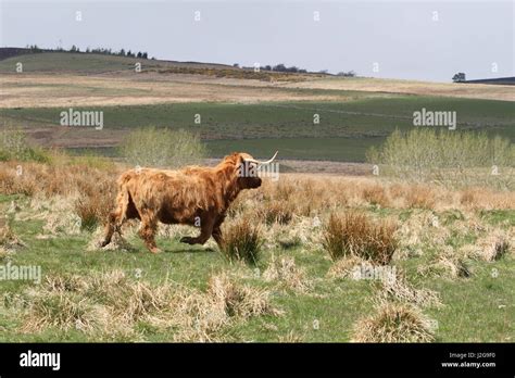 Highland Cow Running In Field Scotland April 2017 Stock Photo Alamy