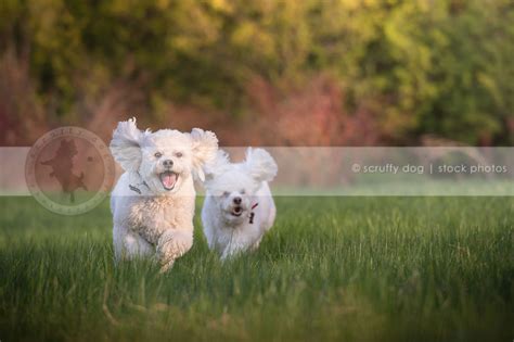 Stock Photo Two Happy Little White Dogs Running In Summer Field