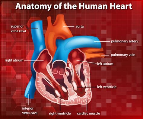 Free Vector Diagram Showing Anatomy Of Human Heart