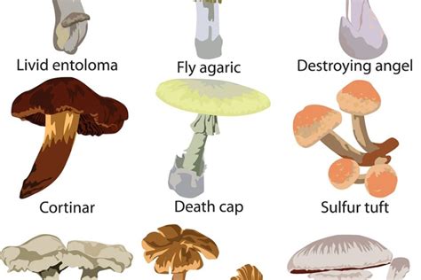 5 Common Poisonous Mushrooms To Avoid Medicinal Mushrooms Info