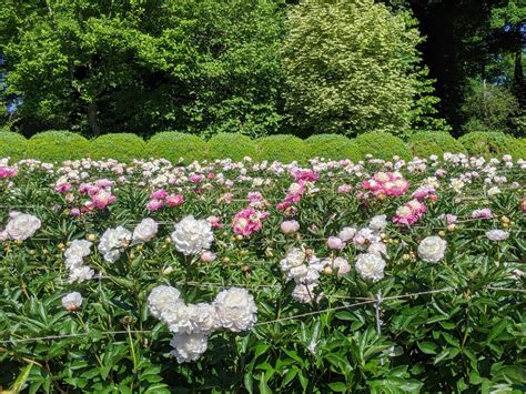 My Herbaceous Peonies In Bloom The Martha Stewart Blog