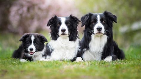 Border Collie Puppies For Sale In Olney Md From Trusted Breeders