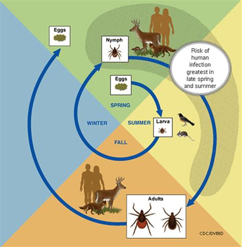 Ehrlichiosis Causes Wikidoc