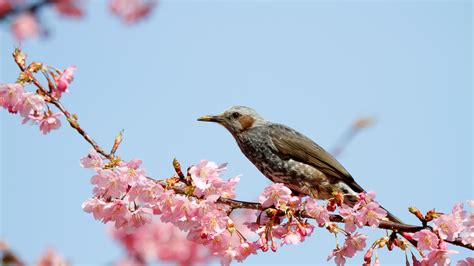 Canon Bird Branch Project Biodiversity Initiatives Bird Photo Guide Brown Eared Bulbul