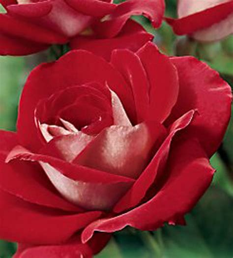 Roses Named After Celebrities Ronald Regan Tea Hybrid Tea Roses