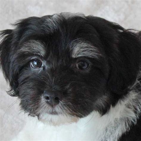He's an akc registered havanese puppy. Havanese Puppy for Sale in Boca Raton, South Florida.