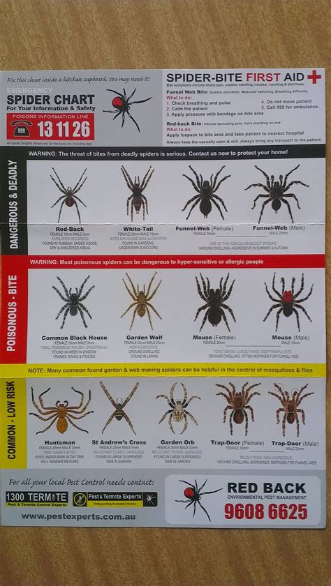 Standard Sydney Dangerous Spider Chart Welcome To Australia Pics
