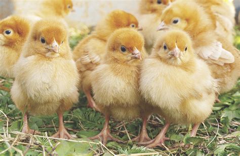 How Do Chickens Lay Eggs How It Works Magazine