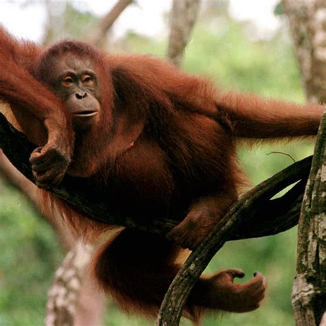 Reportajes Y Fotografías De Orangután En National Geographic