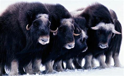 Musk Oxen Ovibos Moschatus Tell A Tale Of Survivors The New York Times