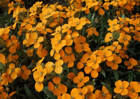 Erysimum Kotschyanum Orange Flame Common Name Wallflower This Low