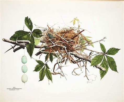 Printable Vintage Bird Nest Botanical Art Illustration Vintage Birds