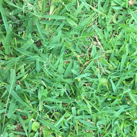 Lawn Grass Identification My XXX Hot Girl