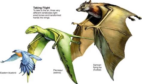 Convergent Evolution An Introduction Convergent Evolution Evolution