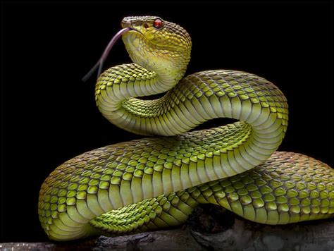 Golden Venomous Snake Viper Snake Af Fauzan Maududdin Posterlounge
