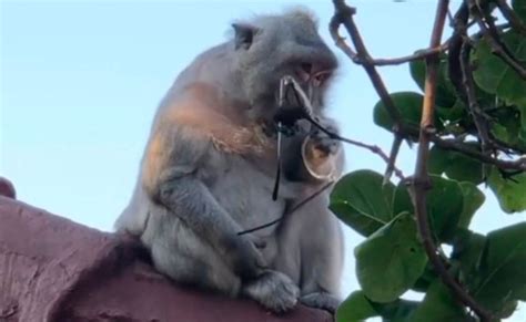Monkey Steals Glasses From Tourist At Bali Temple As He Poses For
