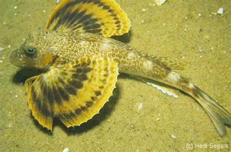 Northern Sea Robin ~ New Jersey Scuba Diving
