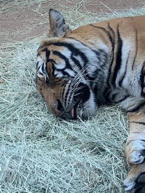 Lil Tiger Snooze Blep Rblep