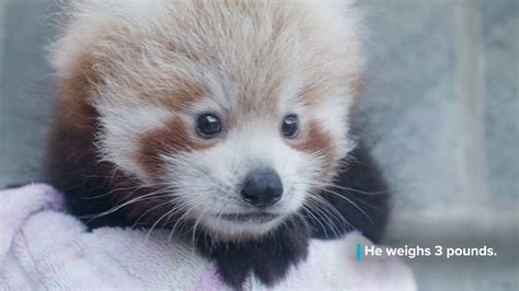 Red Panda Cub Weighs 3 Pounds Youtube