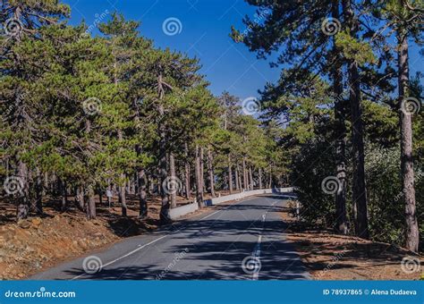 Mountain Road Passing Through The Pine Forest Stock Image Image Of