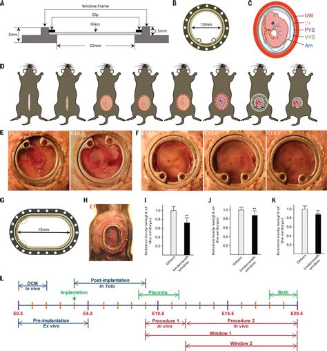 Intravital Imaging Of Mouse Embryos Science