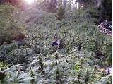 Is Marijuana Legal In Cali Photos