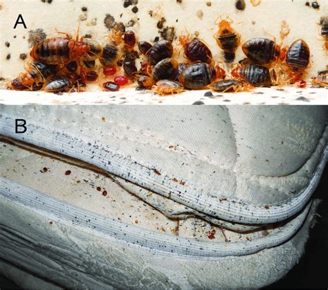 If you inspect your mattresses and box spring, you might notice signs of bed bugs. Bed bugs and signs of an infestation. Photos depiciting (A ...