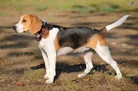 7 Best Medium Dog Breeds for Family Pet - Doglopedix