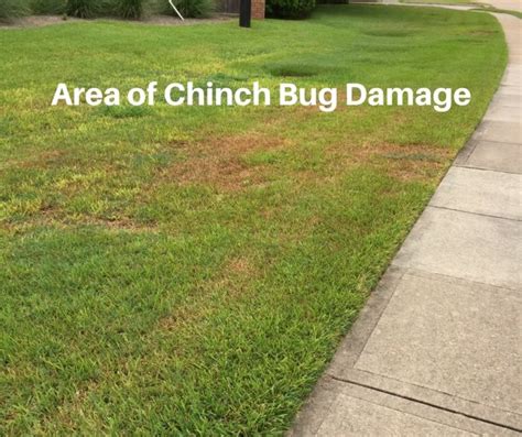 Chinch Bug Damage In Houston Lawns Pearland Sugar Land Katy