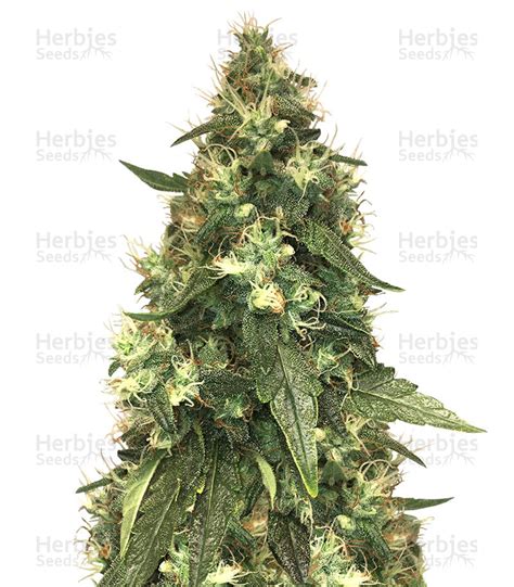 Northern Lights Feminized Seeds For Sale By Seed Stockers Herbies