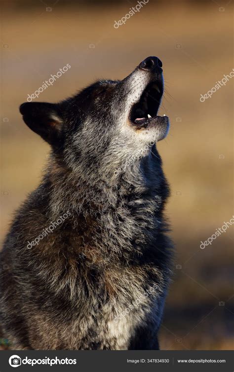 Northwestern Wolf Canis Lupus Occidentalis Standing Road Wolf Canis