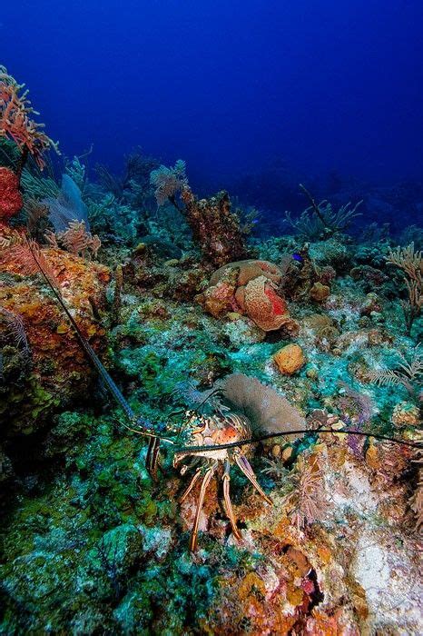 Caribbean Spiny Lobster At Little Cayman Island In Cayman Islands